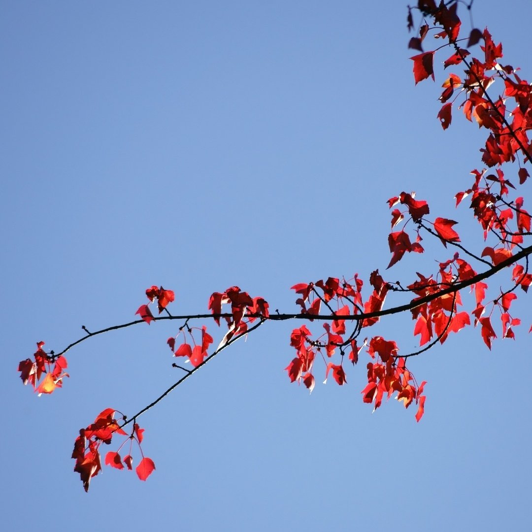 Branch of red flowers with the sky in the background