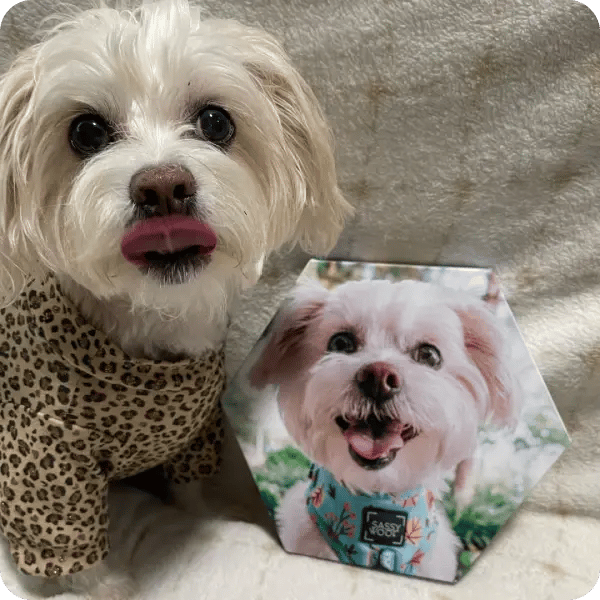 A fluffy dog sitting next to a canvas image of himself