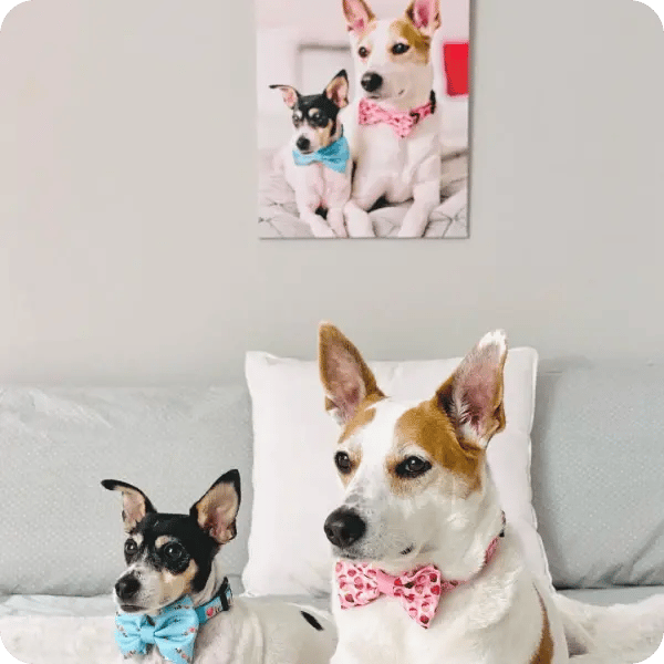 Two dogs wearing blue and pink bow ties, laying on a bed