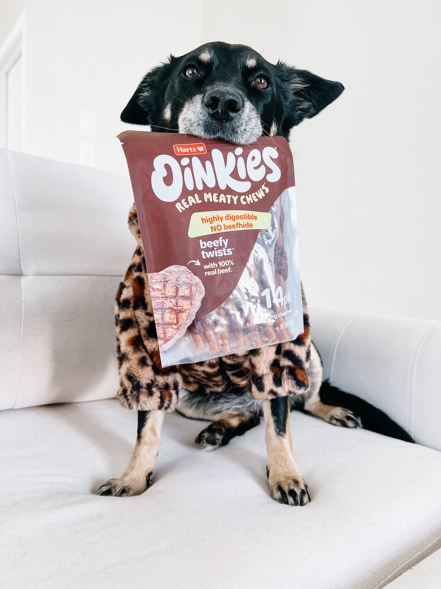 Turning Everyday Pet Owners Into an Always-On Community Growth Engine